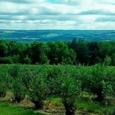 Blueberry Hill Farm