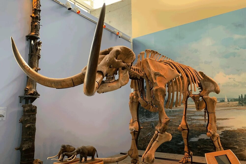 Museum of the Earth