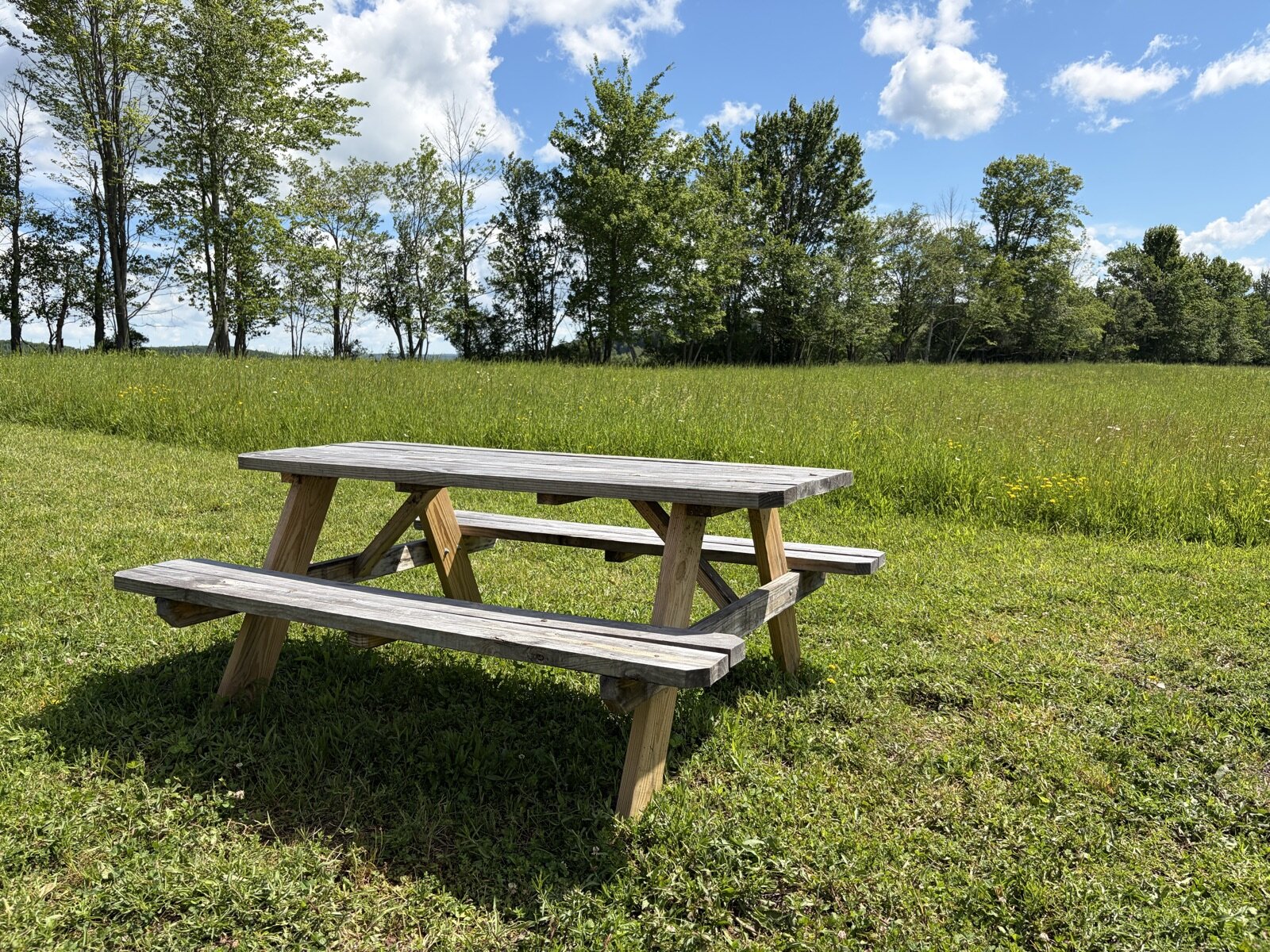 The picnic table on the lawn